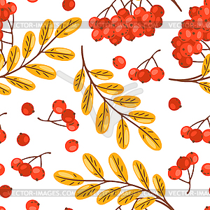 Seamless pattern of rowan with berries. autumn plant - vector image