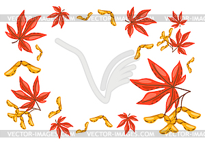 Frame of maple leaves with seeds. autumn plant - vector clipart