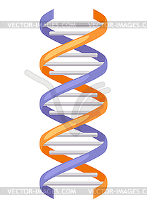 Dna model. Medical and scientific item - vector image