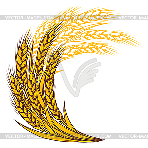 Пучок пшеницы. Сельскохозяйственный образ с натуральным колосом - векторный дизайн