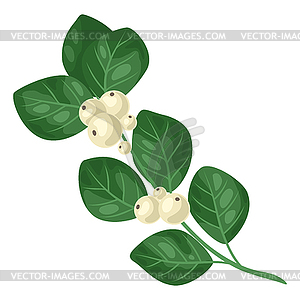 Snowberry branch with berries. Merry Christmas and - stock vector clipart