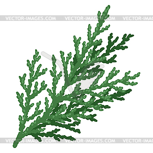 Thuja branch. Merry Christmas and Happy New Year - vector clip art