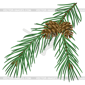 Spruce branch with cones. Merry Christmas and - vector image