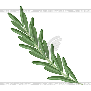 Rosemary. Image for culinary and agriculture - vector image