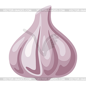 Garlic. Image for culinary and agriculture - vector clipart