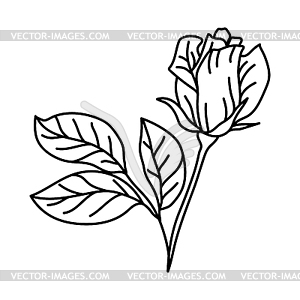 Rose flower. Beautiful decorative plant - vector image