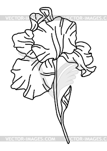 Iris flower. Beautiful decorative plant - vector image