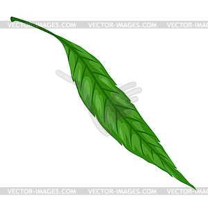 Spring willow leaf. Beautiful decorative plant - vector clipart