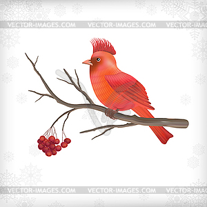 Winter Christmas Bird Rowan Tree Branches - vector clipart