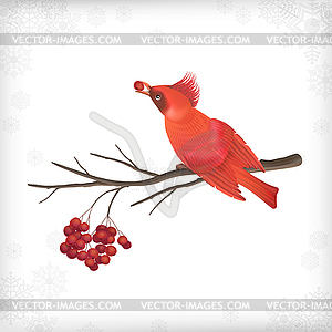 Winter Christmas Bird Rowan Tree Branches - vector image