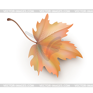 Maple Leaf - vector clipart