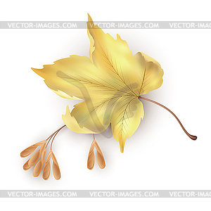 Maple Leaf - vector clipart