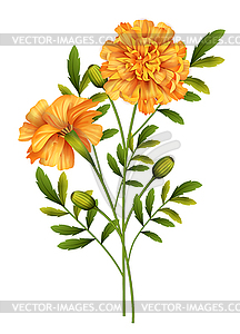 Цветы календулы - векторизованное изображение