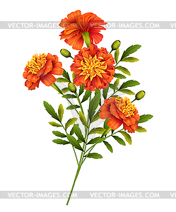 marigold clipart