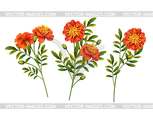 Цветы календулы - изображение векторного клипарта