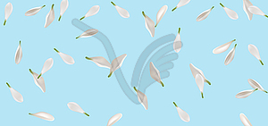 Flying White Petals - vector image