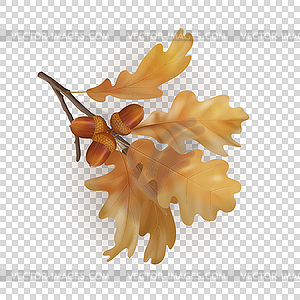Autumn Oak Branch - vector clipart