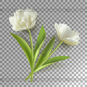 Spring Tulip Flower - vector clipart