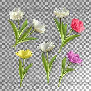 Spring Tulip Flower - vector clipart