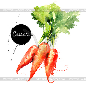 Carrots - vector image