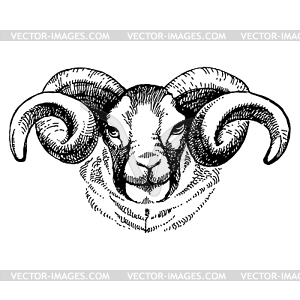 Sketch portrait of sheep - vector clipart