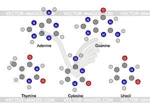 Structural formulas of purine and pyrimidine - royalty-free vector clipart