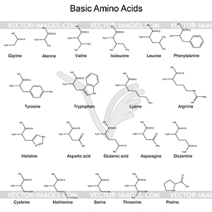 Skeletal strutures of basic amino acids - vector image