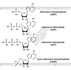 Structural chemical formulas of adenosine phosphates - vector image