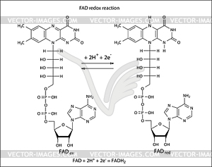 ФАД окислительно-восстановительная реакция - векторный клипарт Royalty-Free
