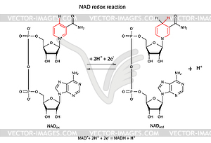 NAD redox reaction with chemical formulas - vector clipart