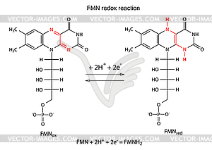 ФМН окислительно-восстановительная реакция - клипарт в векторе