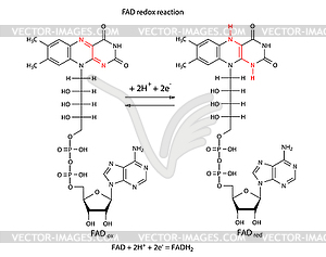 FAD redox reaction with chemical formulas - vector image