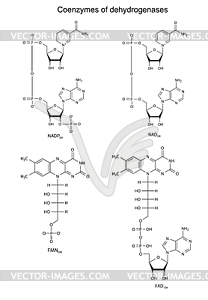 Main dehydrogenases coenzymes - vector clip art