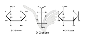 Структурные химические формулы глюкозы (D-глюкоза) - изображение в векторном виде