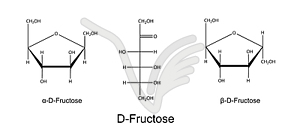 Structural chemical formulas of fructose - - vector image