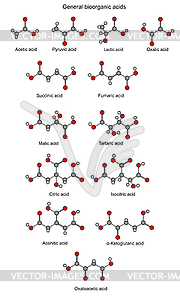 Basic bioorganic acids - structural chemical - vector image