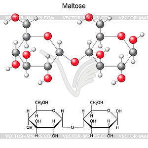 Structural Chemical Formula And Model Of Maltose Vector Image