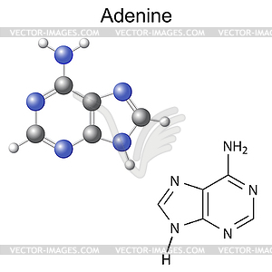 Chemical structural formula and model of adenine - vector image