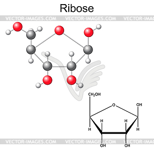 Structural chemical formula and model of ribose - vector image