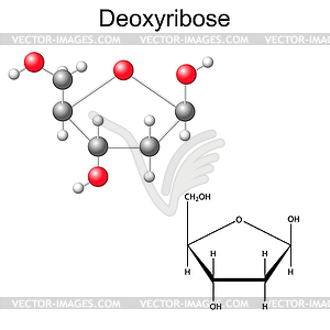 Structural chemical formula and model of deoxyribose - vector clipart