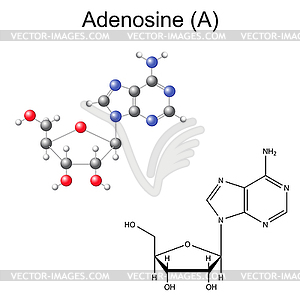 Structural chemical formula and model of adenosine - vector clip art