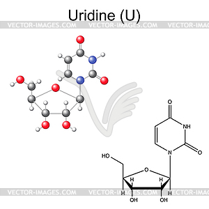 Structural chemical formula and model of uridine - vector image