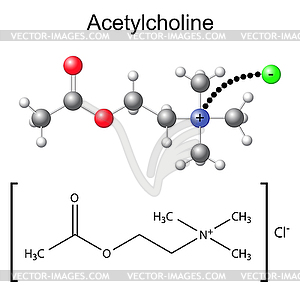 Chemical formula and model of acetylcholine - vector clipart