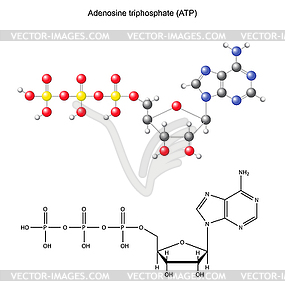 Структурная химическая формула и модель аденозина - векторный клипарт EPS