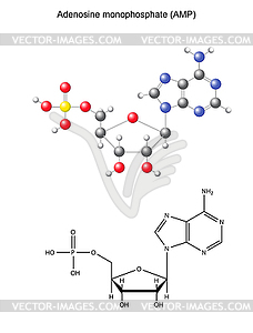 Structural chemical formula and model of adenosine - vector image