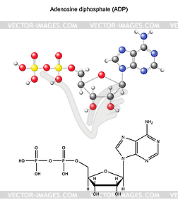 Structural chemical formula and model of adenosine - vector image