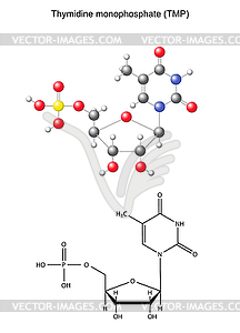 Structural chemical formula and model of thymidine - vector clip art