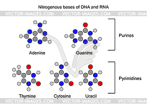 Purine and pyrimidine nitrogenous bases - structura - royalty-free vector clipart