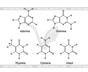 Purine and pyrimidine nitrogenous bases - skeletal - vector image