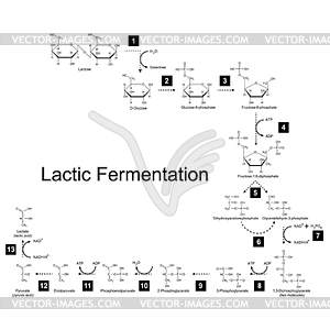 Химическая схема молочной ферментации метаболических - векторное изображение EPS